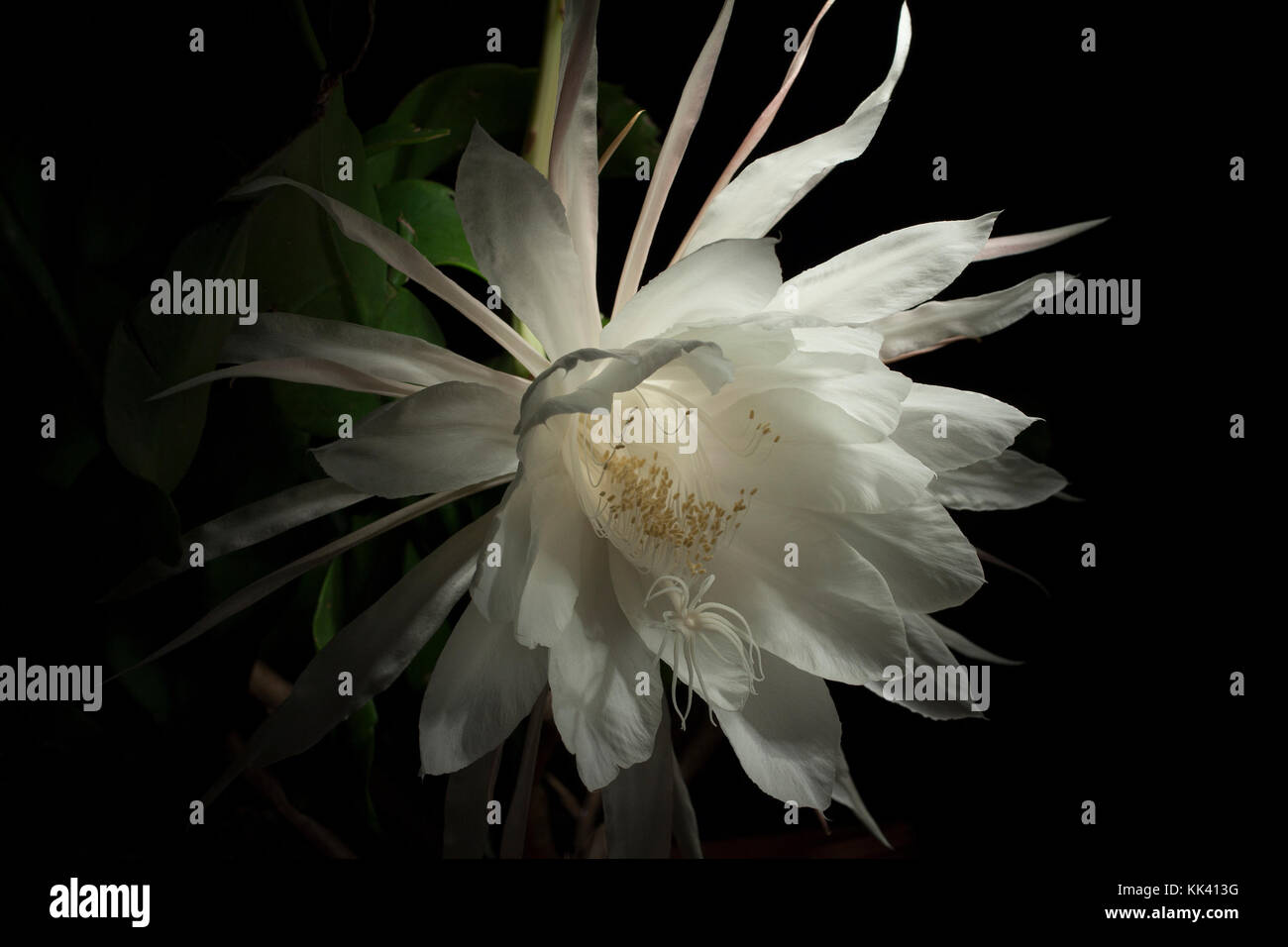 The night blooming cereus blooms usually only once a year and the blossoms last only for one night. Stock Photo