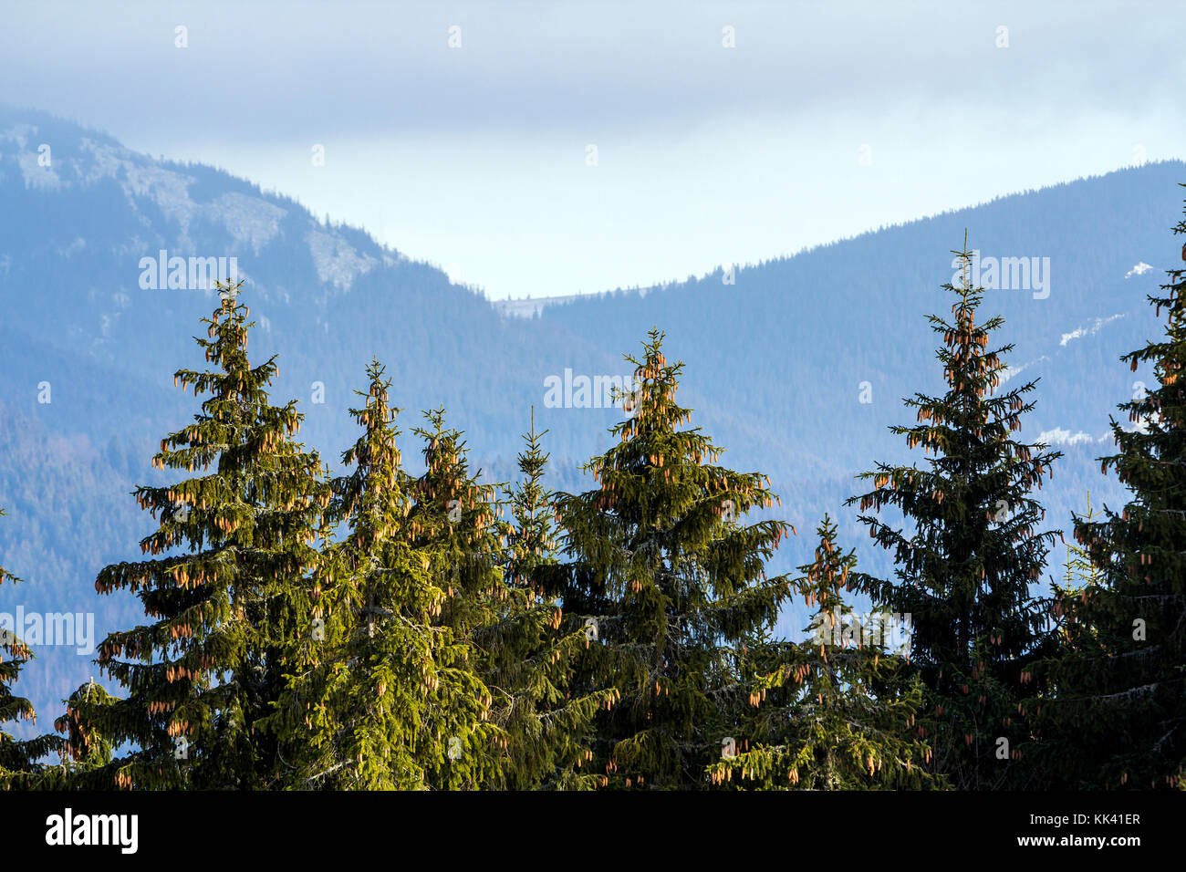 Pine trees in mountain forest Stock Photo - Alamy