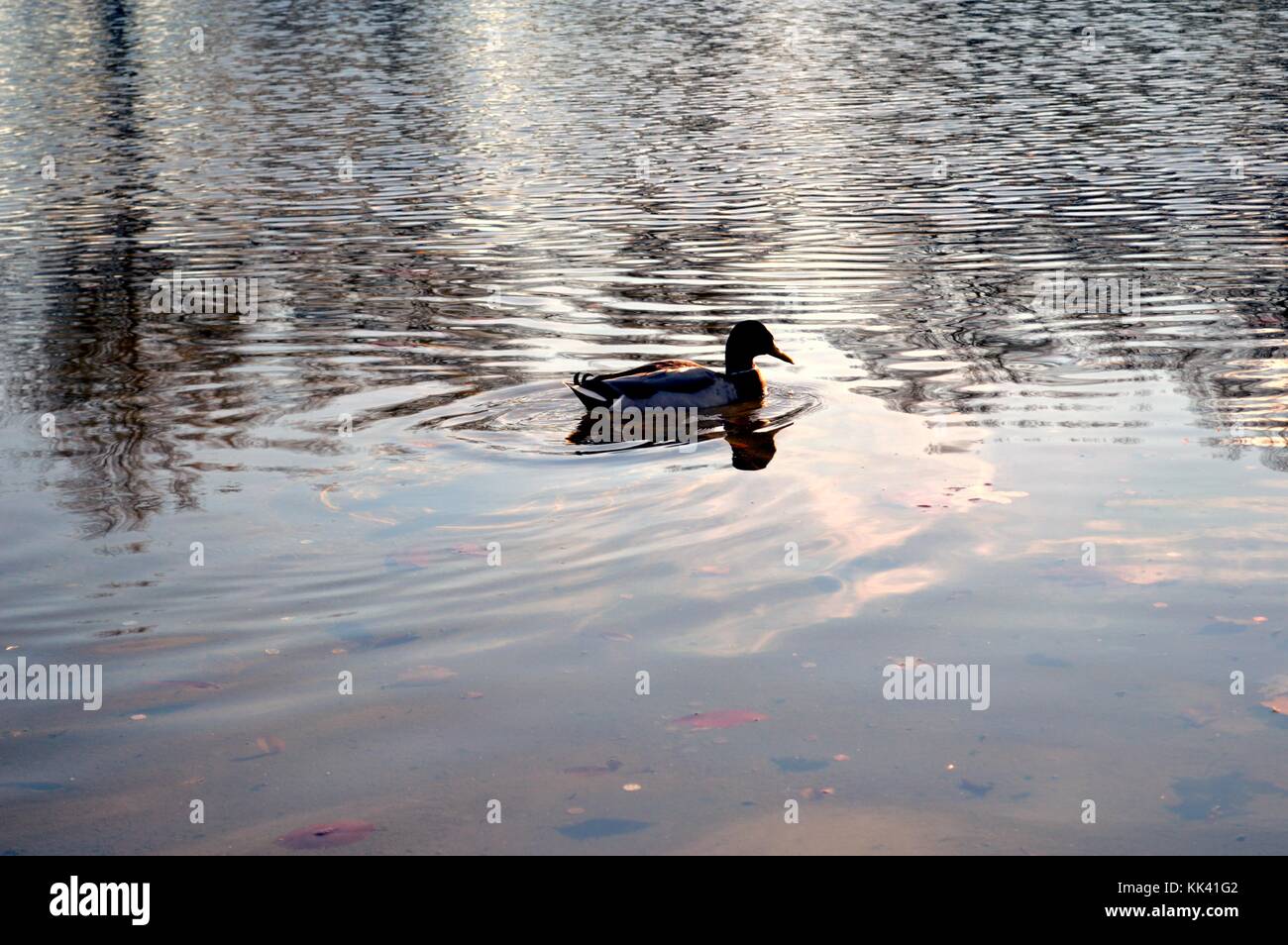 A duck swimming across a pond with trees in the reflection Stock Photo ...