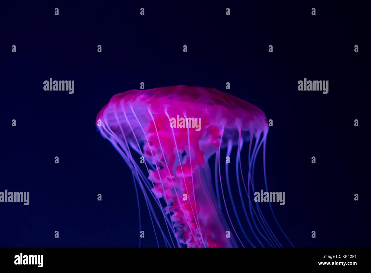pink jellyfish on blue background closeup - Stock Photo
