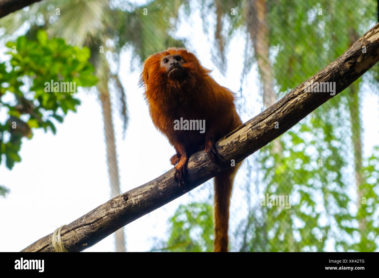 golden lion tamarin /  golden marmoset / red monkey Stock Photo