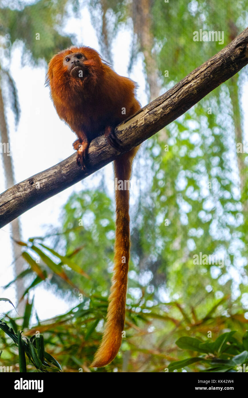 golden lion tamarin /  golden marmoset / red monkey Stock Photo