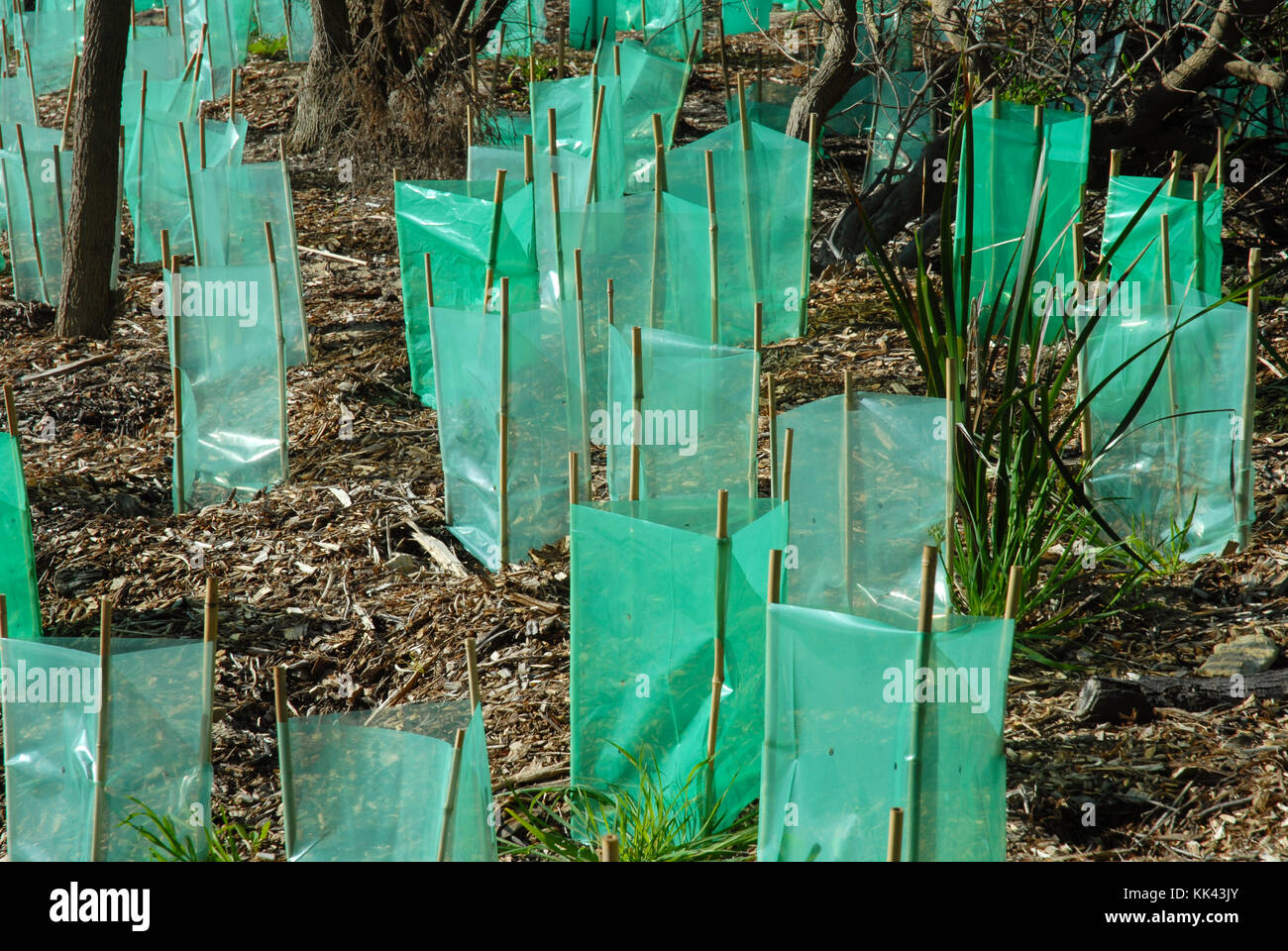 Young new trees protected by plastic shelter tubes, Fremantle, Perth