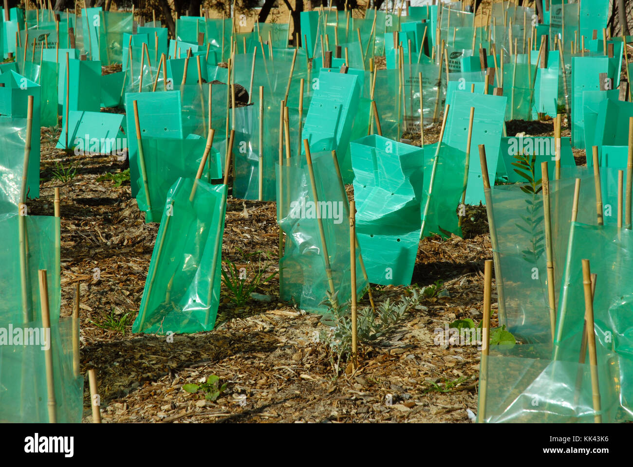 Young new trees protected by plastic shelter tubes, Fremantle, Perth