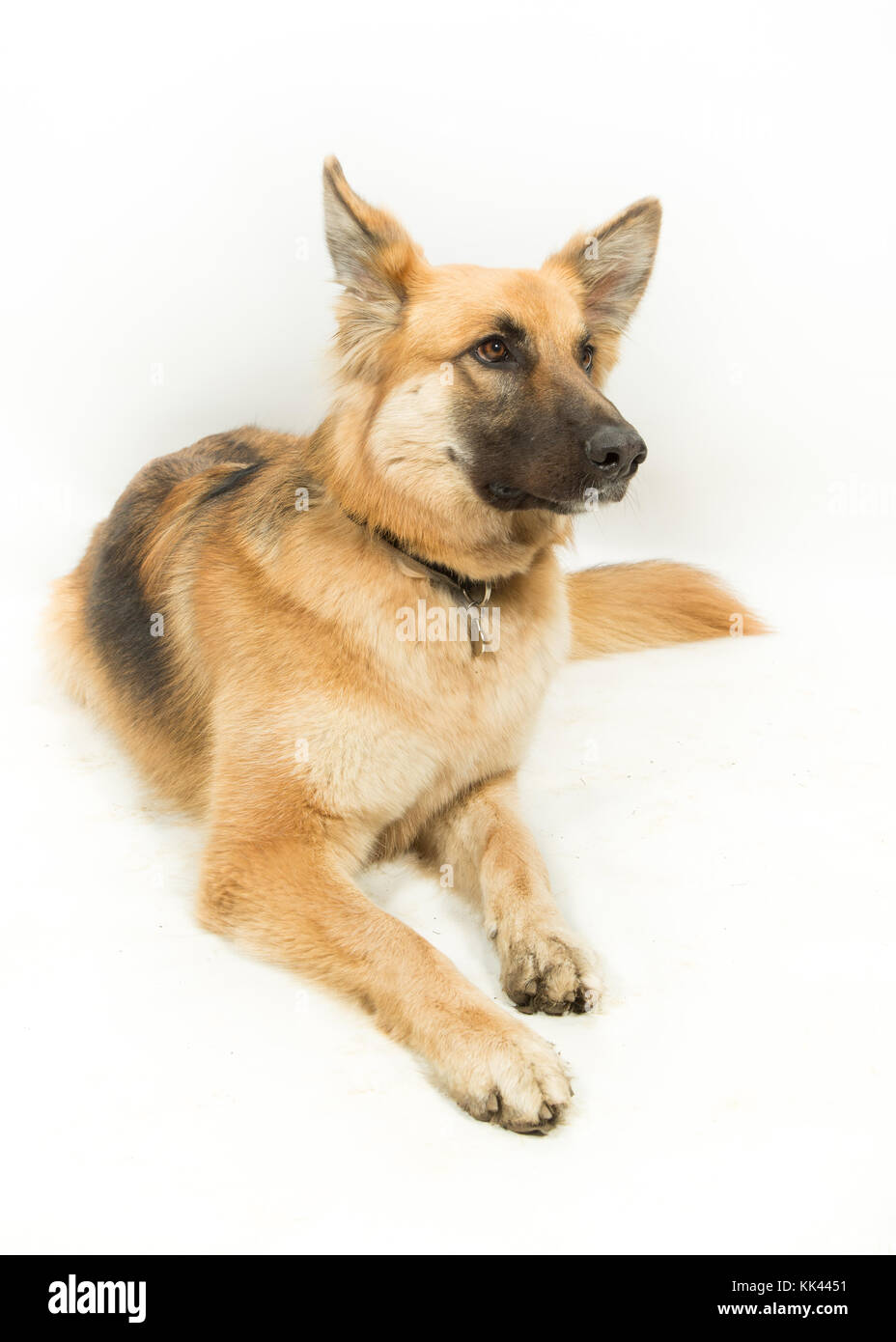 Golden Brown German Shepherd Alsatian Dog Lying Down on White Background Stock Photo