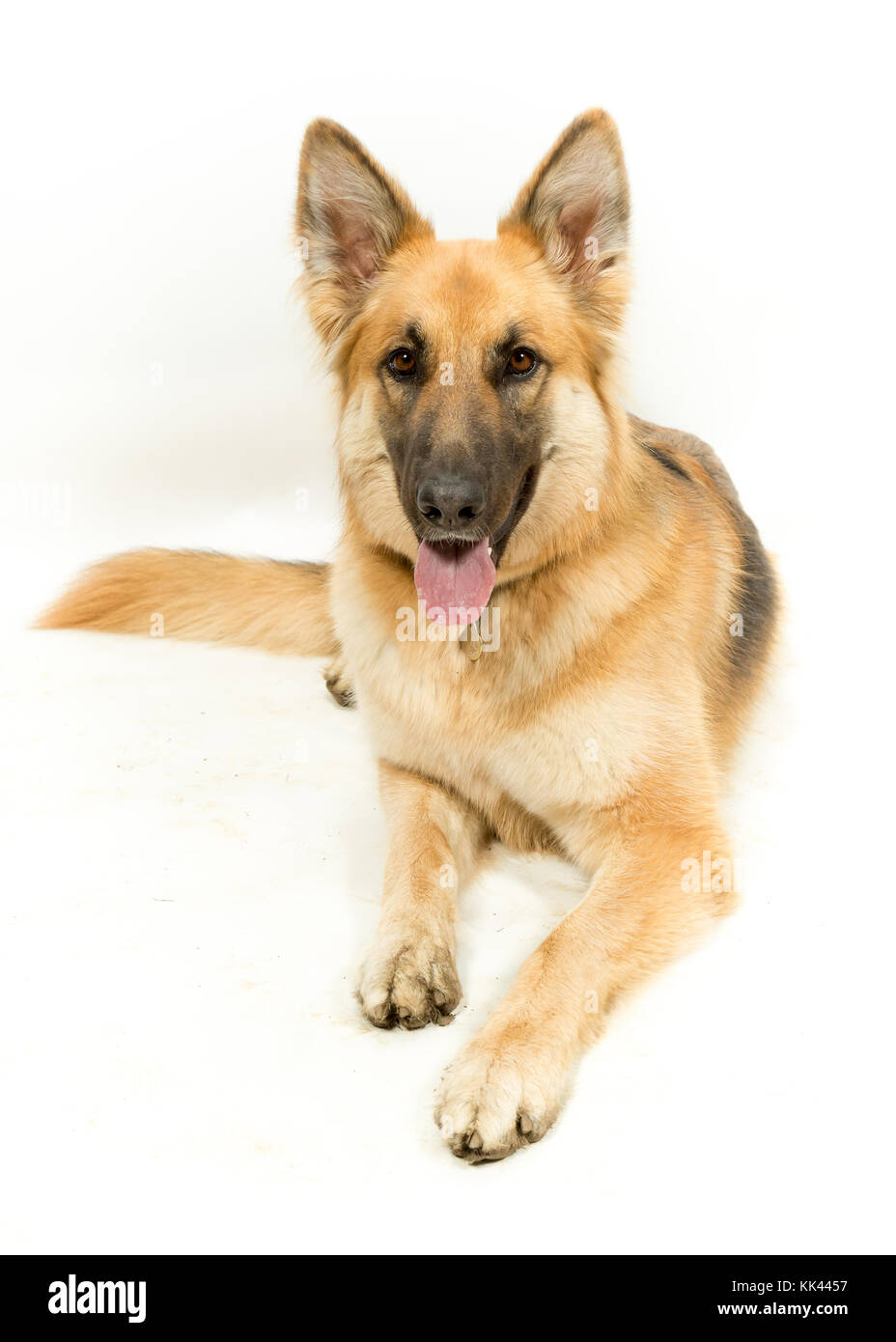 Golden Brown German Shepherd Alsatian Dog Lying Down on White Background Stock Photo