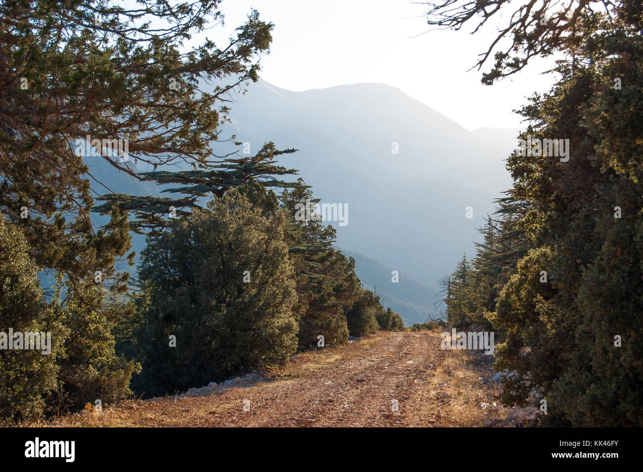 Dirt road in cedrus forest. Way to Elmali, Turkey region. Coniferous tree. Stock Photo