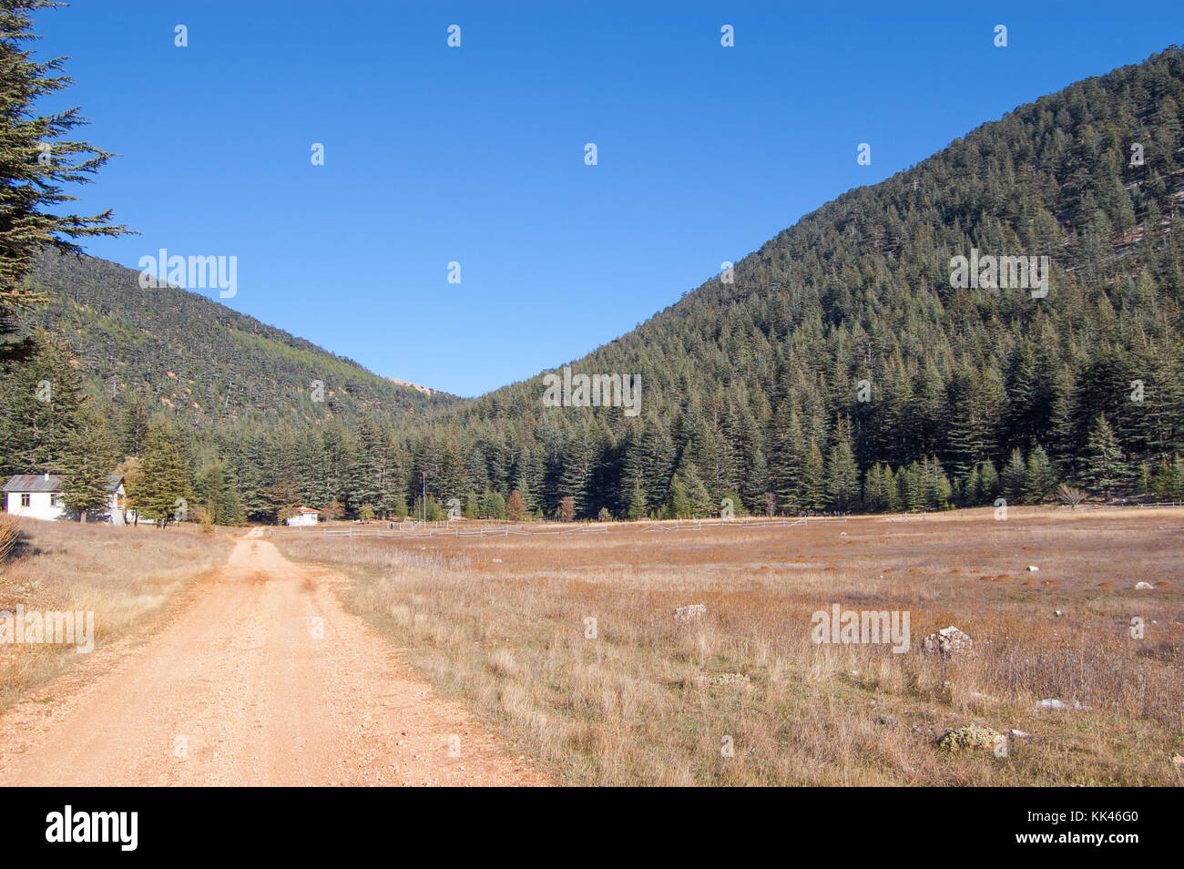 Highland plateau in cedar forest in alpine zone. Mountain way, Turkey Stock Photo