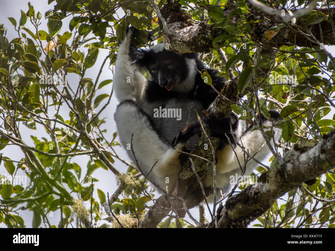 An Indri (Indri Indri), the largest livinh lemur, on a tree. Andasibe Mantadia National Park. Madagascar, Africa. Stock Photo