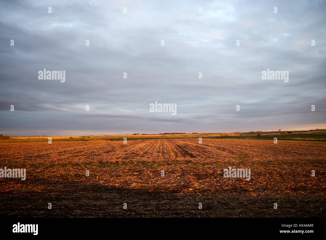 Expansive tinted red harvested crop remains in field underneath grey ...