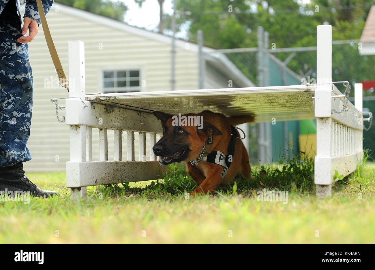 KKowalski, a military working dog assigned to Naval Station Mayport, runs through an obstacle course as part of endurance and obedience training, Mayport, Florida, 2012. Image courtesy Mass Communication Specialist Seaman Damian Berg/US Navy. Stock Photo