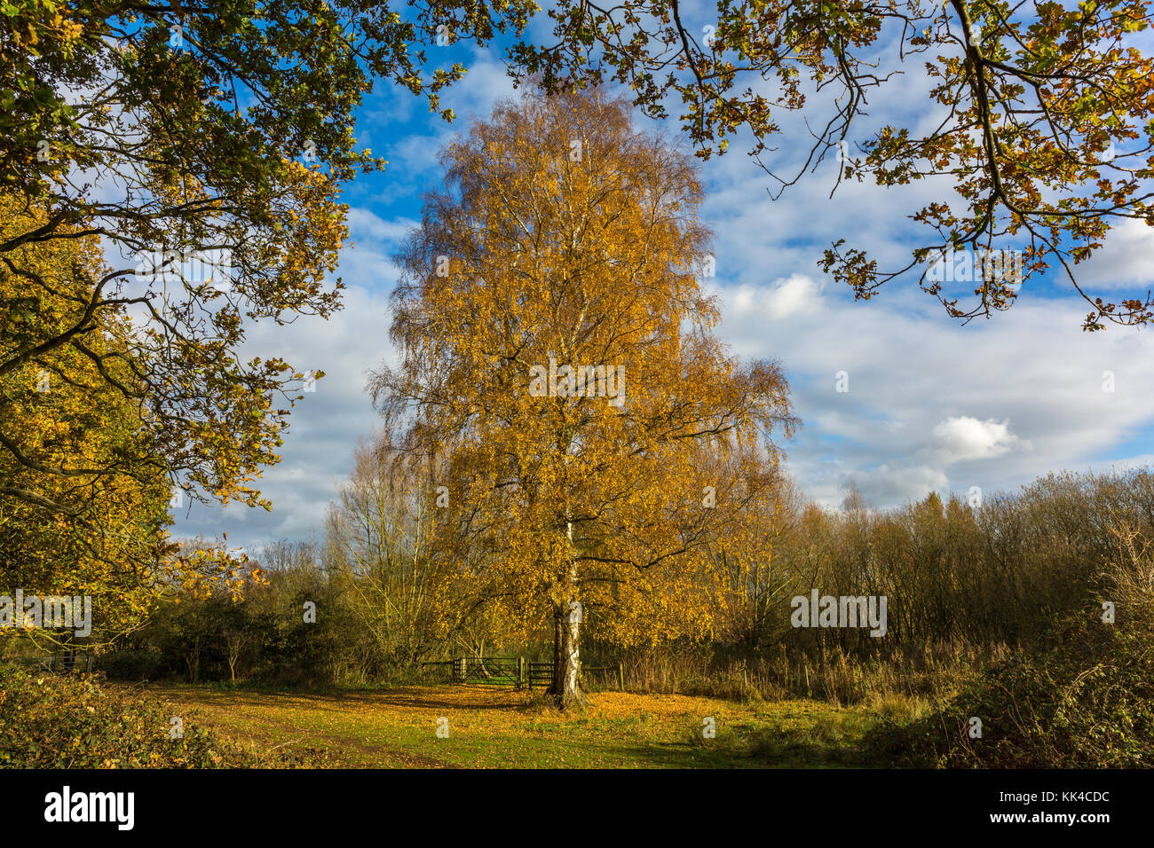 Silver birch tree, framed by an oak tree. Autumn, Redgrave and Lopham Fen, Suffolk, UK> Stock Photo