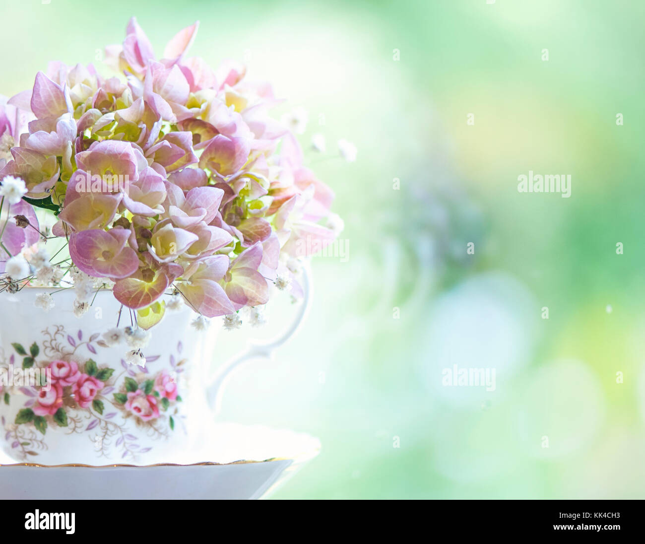 Hydrangea flowers arranged in a Bone China tea cup Stock Photo