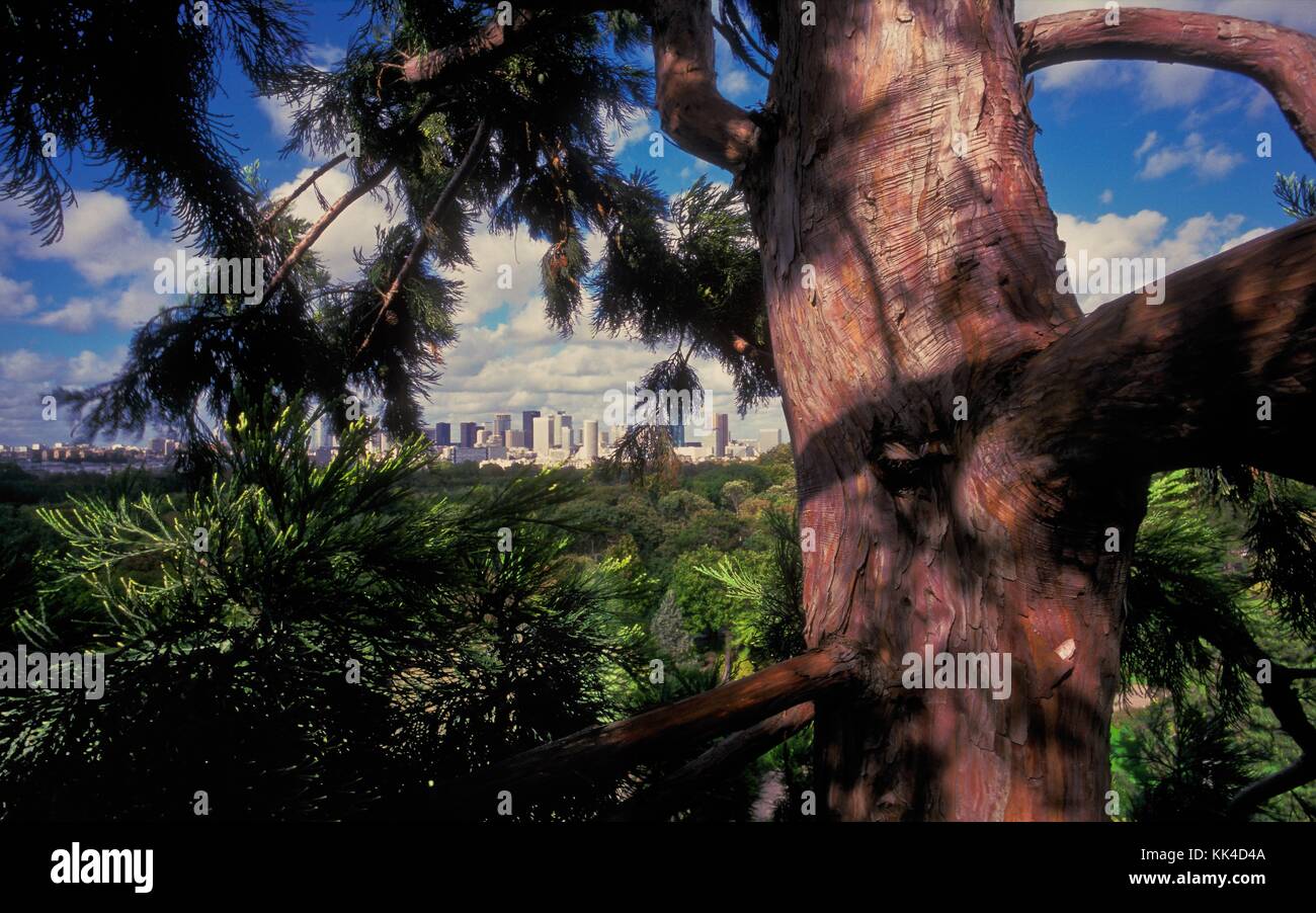 The Tree and its Neighbours -  France / Ile-de-France (region) / Puteaux  -  Giant Sequoia Park Pre Catelan in the Bois de Boulogne in Paris - In the distance the towers of defense - Sequoia's name comes from an old Indian chief and means: Who sees far   -  Sylvain Leser / Le Pictorium Stock Photo