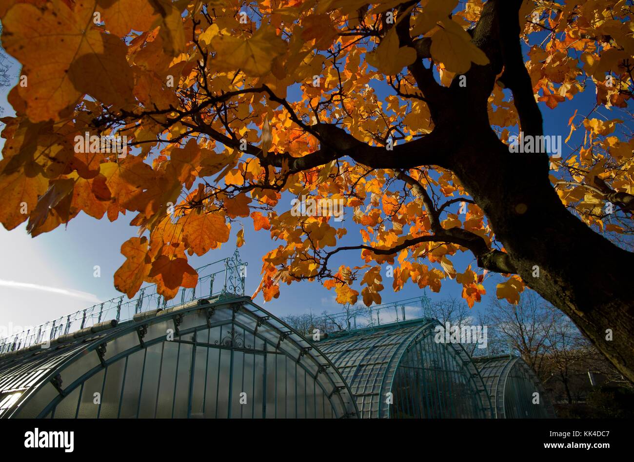 The garden of Auteuil's greenhouses -  05/12/2011  -    -  Obier maple leaf.   -  Sylvain Leser / Le Pictorium Stock Photo