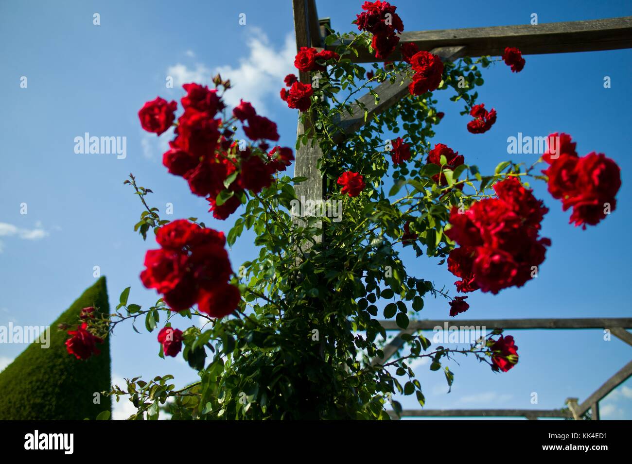 The tree and its neighbors. -  04/06/2011  -    -  A wonderful red rosebush on the blue sky.   -  Sylvain Leser / Le Pictorium Stock Photo