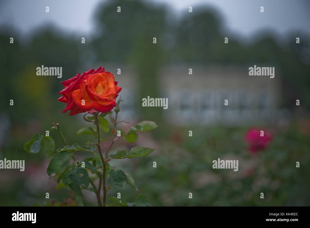 Rose garden -  13/06/2011  -    -  Rose garden of the park Bagatelle, Bois de Boulogne   -  Sylvain Leser / Le Pictorium Stock Photo
