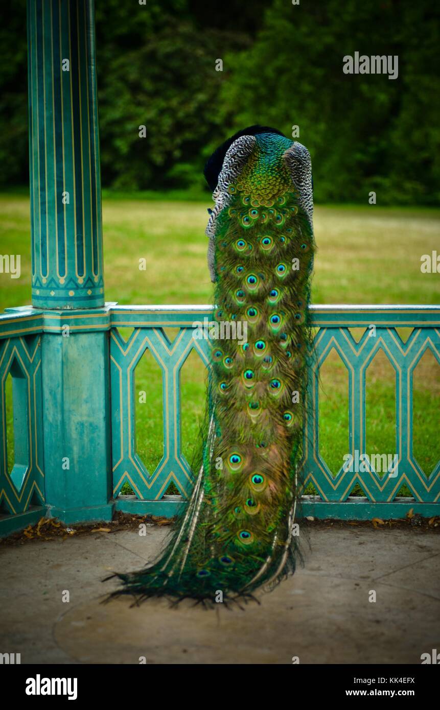Peacock of the Park of Bagatelle of the wood of Boulogne La Belle Epoque -  13/06/2011  -    -  Peacock of the Park of Bagatelle of the wood of Boulogne La Belle Epoque -  The mysterious peacock, tinged with enjoyment or with mourning.   -  Sylvain Leser / Le Pictorium Stock Photo