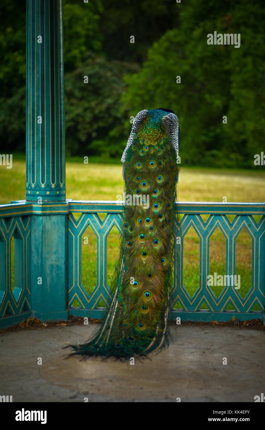 Disillusion  -  13/06/2011  -    -  La Belle Epoque Peacock of the Park of Bagatelle of the wood of Boulogne, Paris   -  Sylvain Leser / Le Pictorium Stock Photo