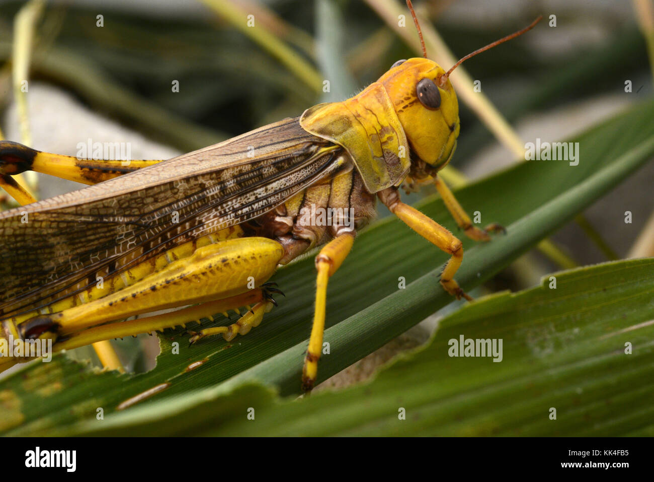 Saint-Martin-le-Chatel (central-eastern France). 2015/05/26.  Edible migratory locusts (Locusta migratoria), protein rich living grasshoppers. Stock Photo