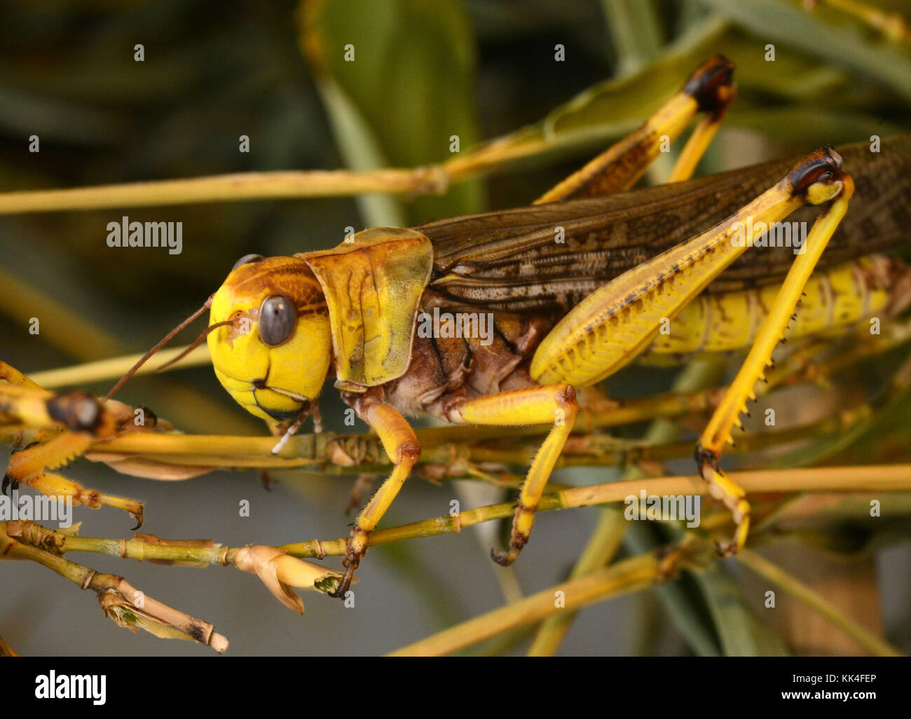 Locusts feeding hires stock photography and images Alamy