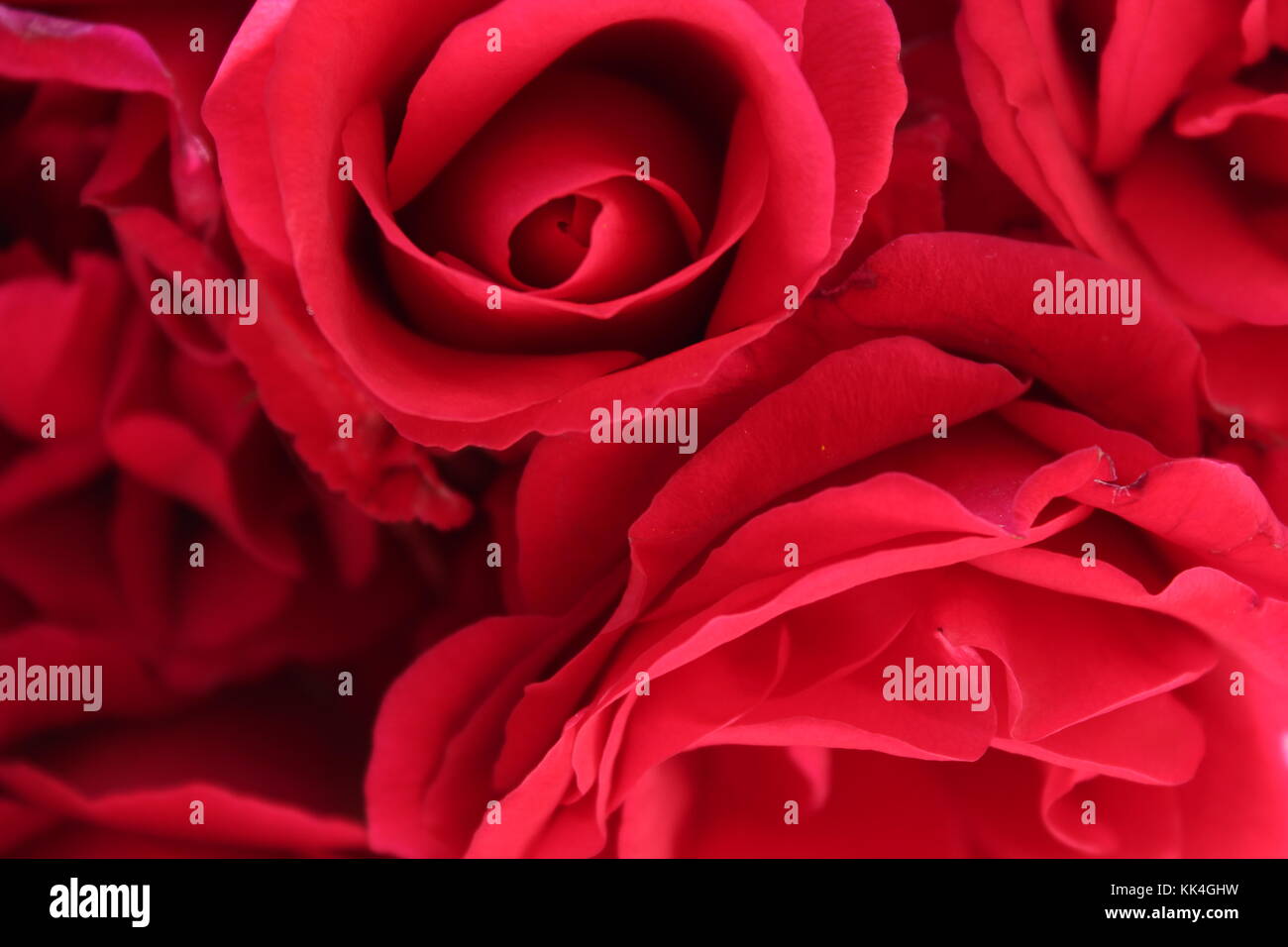 Blurred roses backdrop background. Red roses close up. Rose texture ...