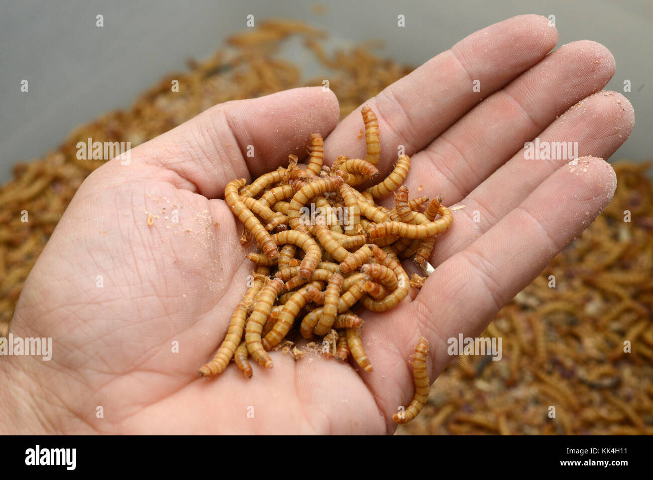 Munching on Mealworms: The Next Meat-Alternative Snack?