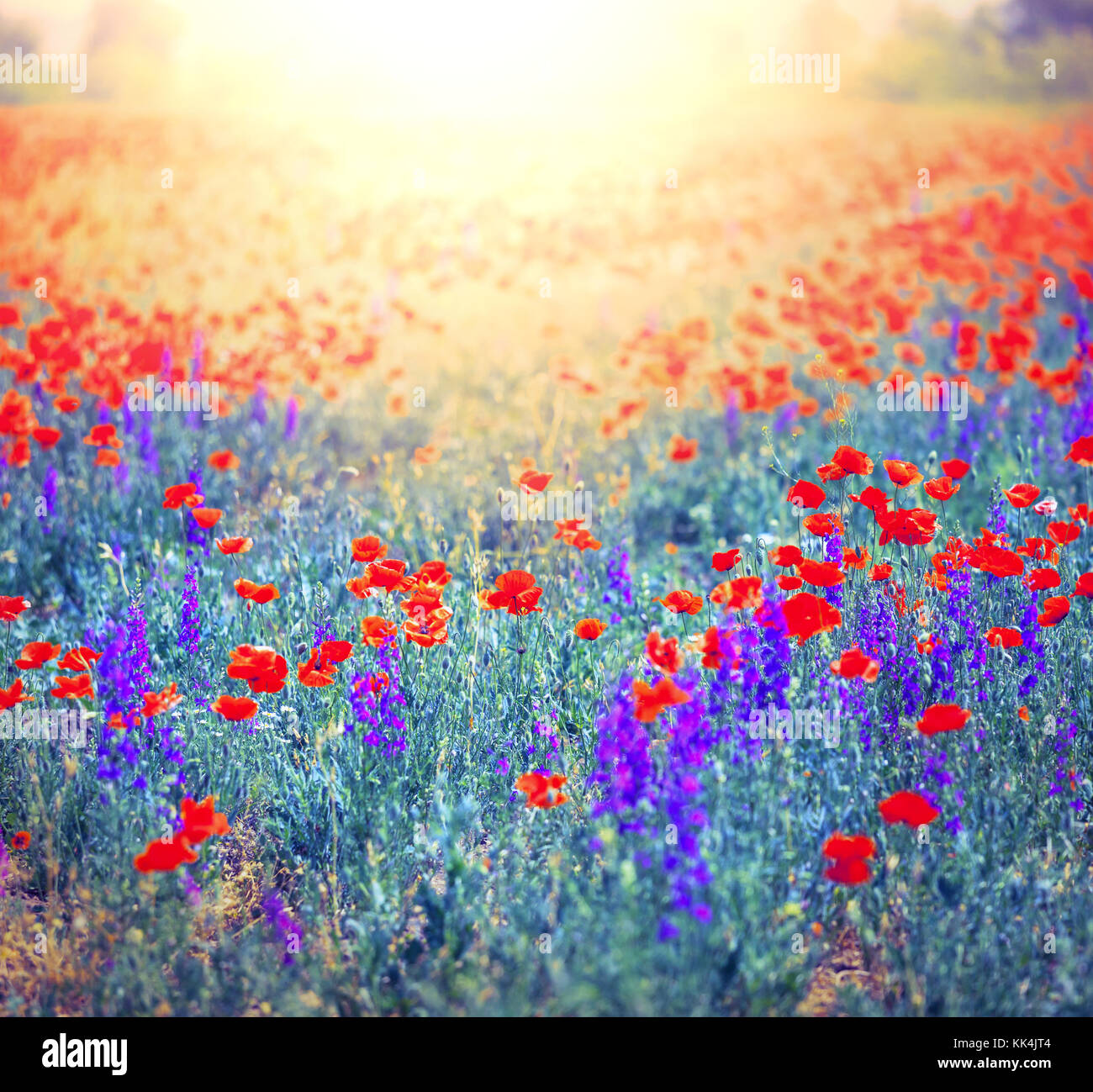 red poppy field at sunset Stock Photo - Alamy