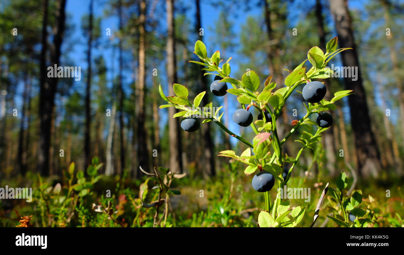 Sweden, Swedish Lapland. 2014/08/08. Wild blueberries (Vaccinium myrtillus) in Muddus National Park, situated in the town of Jokkmokk and Gallivare, N Stock Photo