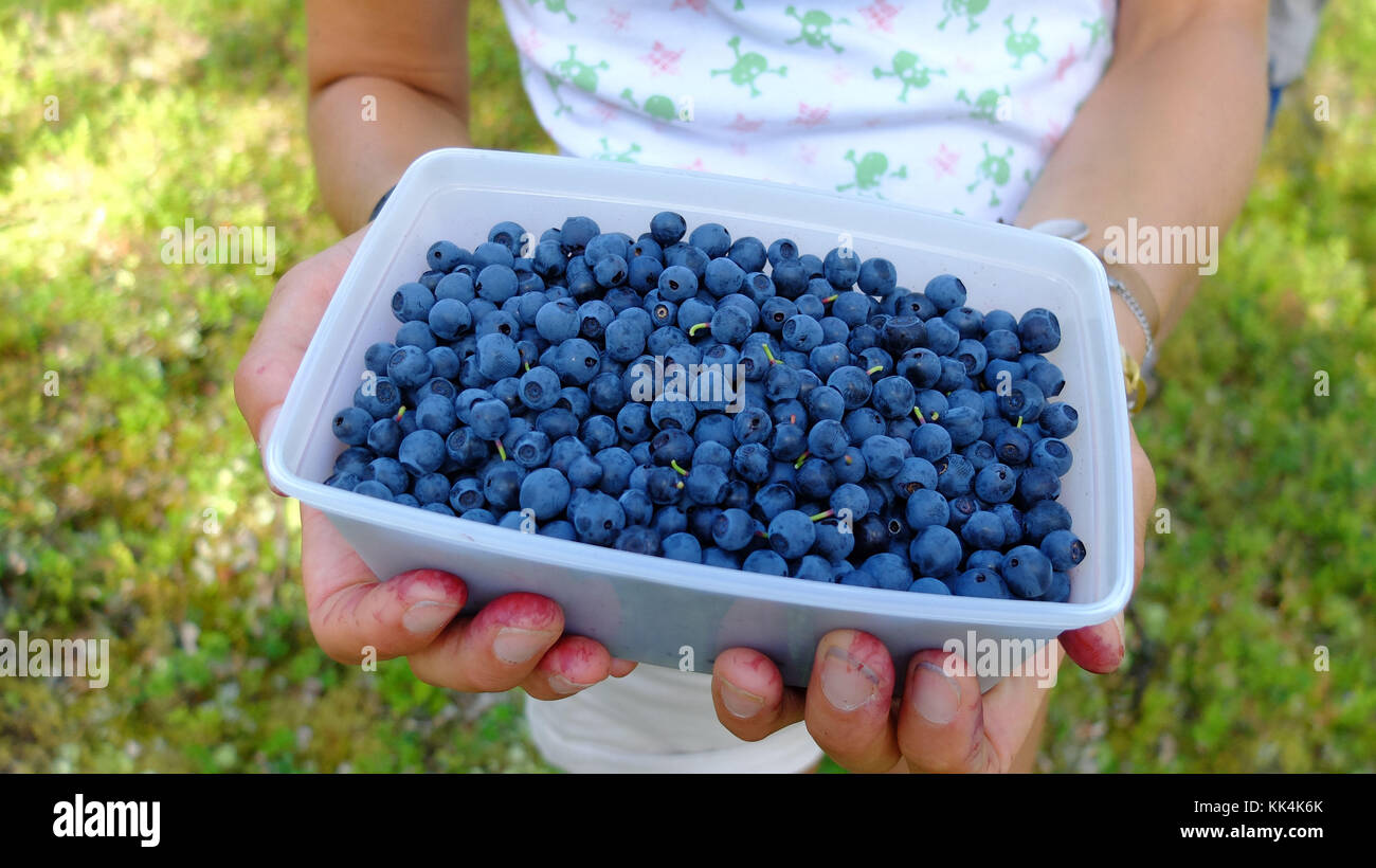 Sweden, Swedish Lapland. 2014/08/08. Child showing a punnet of wild blueberries collected in Muddus National Park, situated in the town of Jokkmokk an Stock Photo