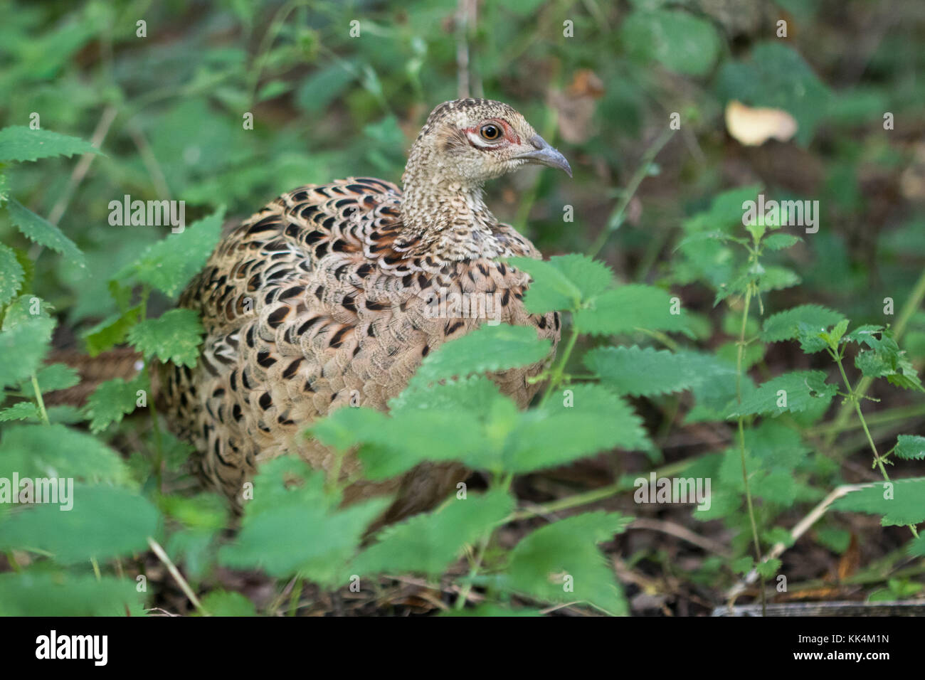 female Ring-necked Pheasant (Phasianus colchicus) Stock Photo