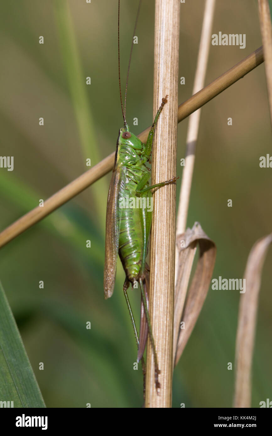 female Long-winged Conehead (Conocephalus discolor) on a dead grass stem Stock Photo