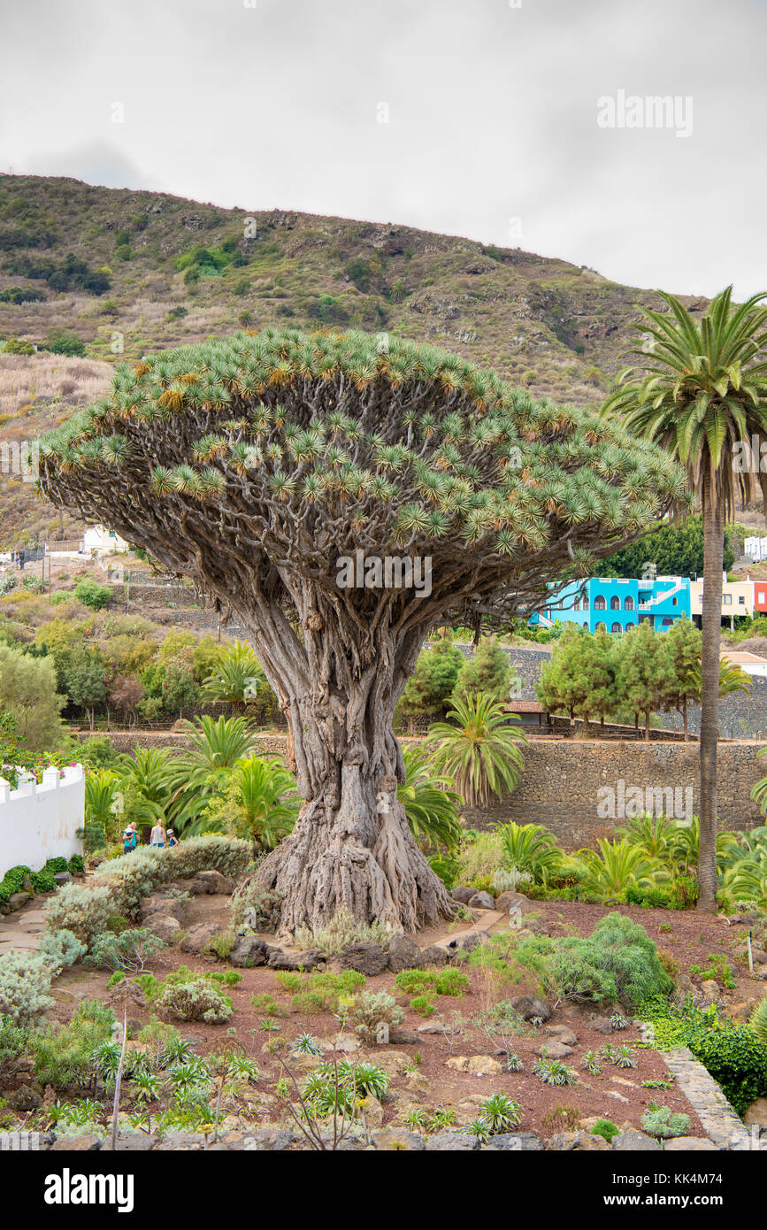 Dragon tree on Tenerife, Spain Stock Photo