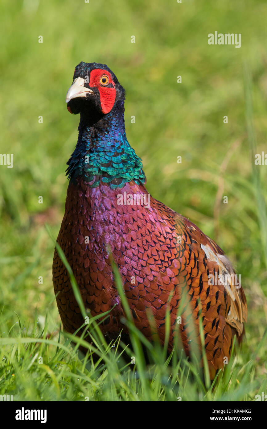 male Ring-necked Pheasant (Phasianus colchicus) Stock Photo