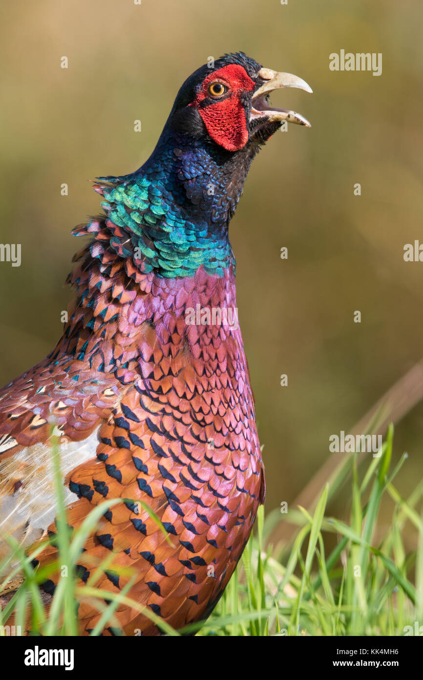 male Ring-necked Pheasant (Phasianus colchicus) calling Stock Photo