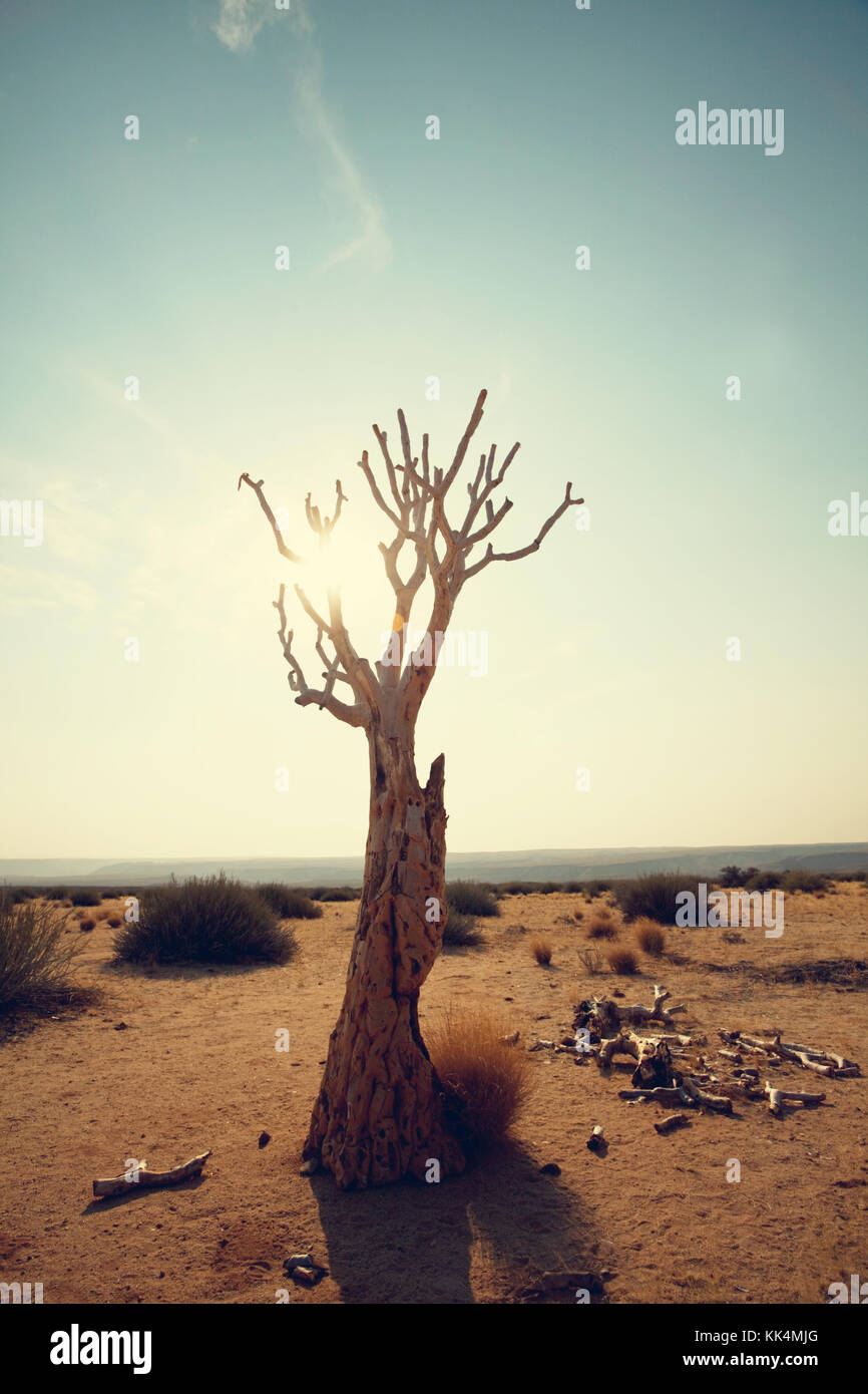 Quiver tree in african desert. Namibia, Africa Stock Photo Alamy