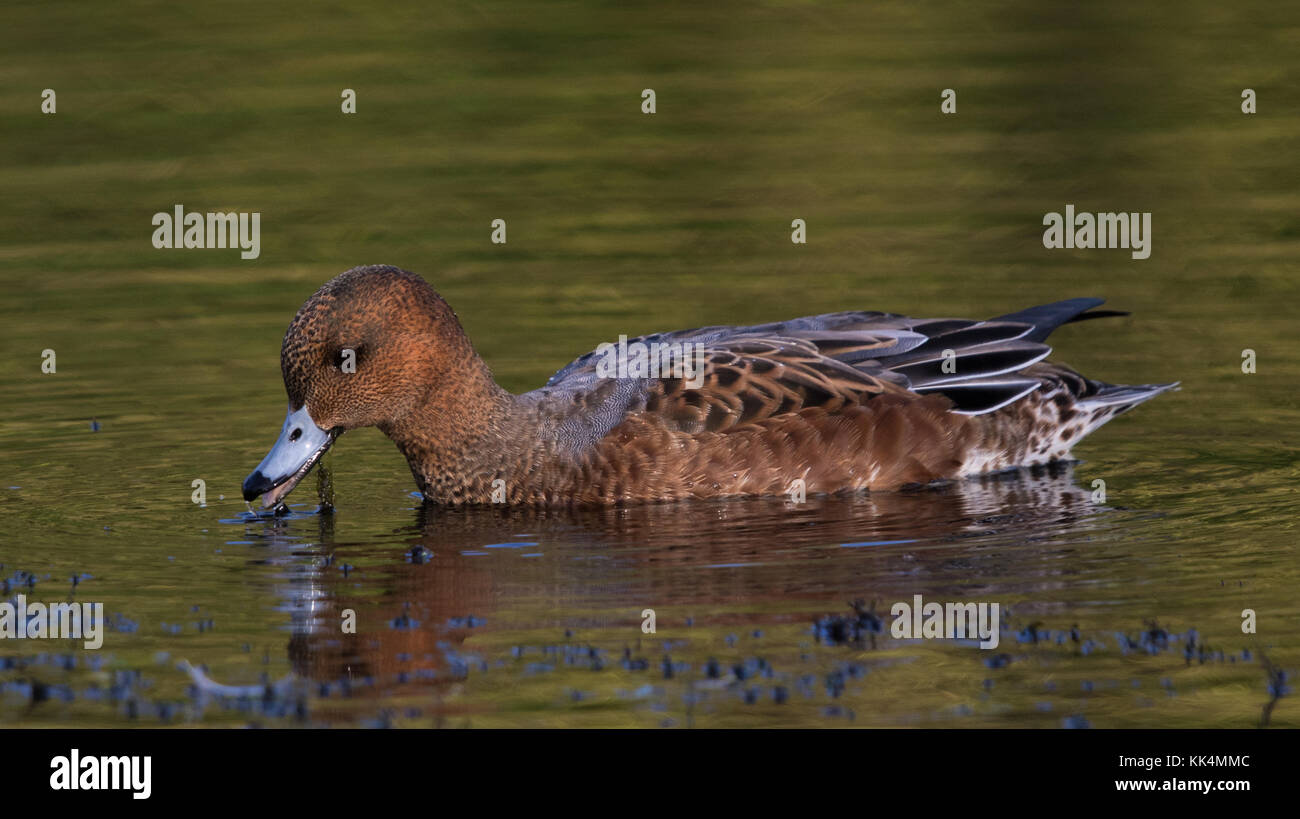 male Eurasian Wigeon (Mareca penelope (formerly Anas penelope)) in eclipse plumage feeding on aquatic plants in a still pond Stock Photo
