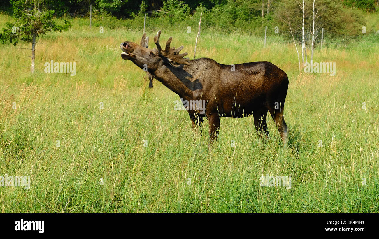 Sweden: ostersund. 2014/08/04. 'Moose garden', elk farm. Elk bellowing Stock Photo
