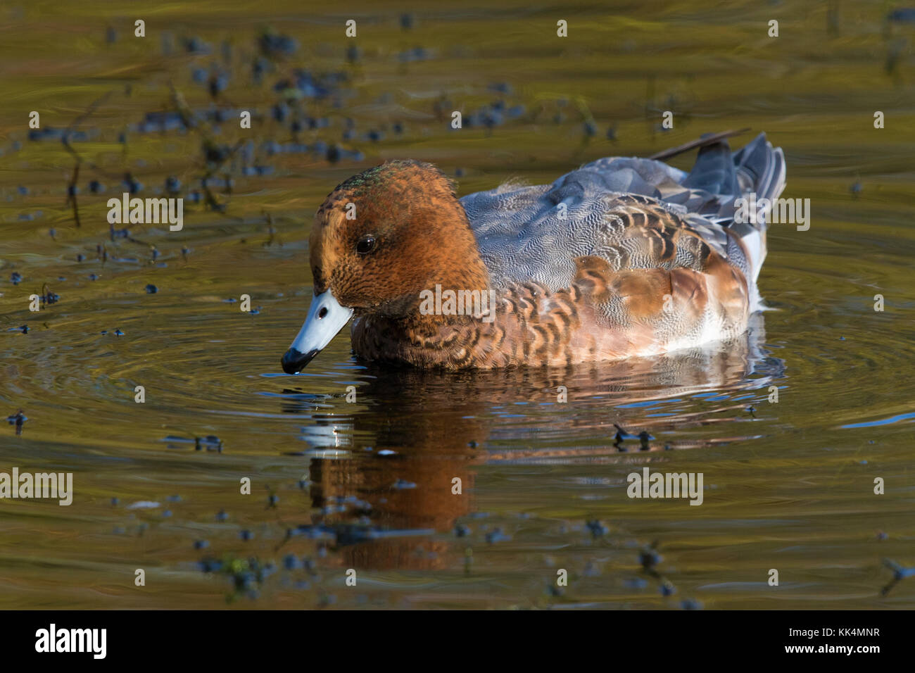 male Eurasian Wigeon (Mareca penelope (formerly Anas penelope)) moulting from eclipse plumage into winter plumage Stock Photo