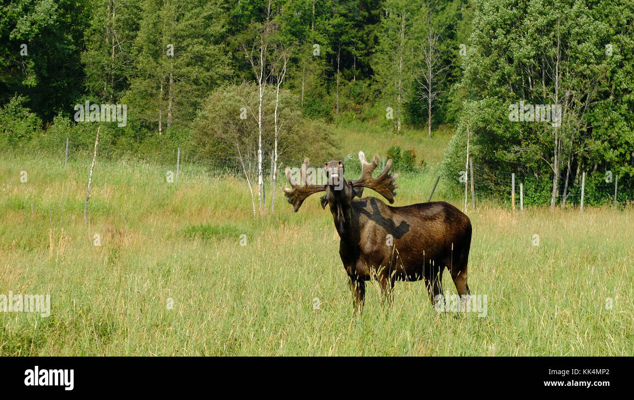 cervidae-capreolinae-high-resolution-stock-photography-and-images-alamy