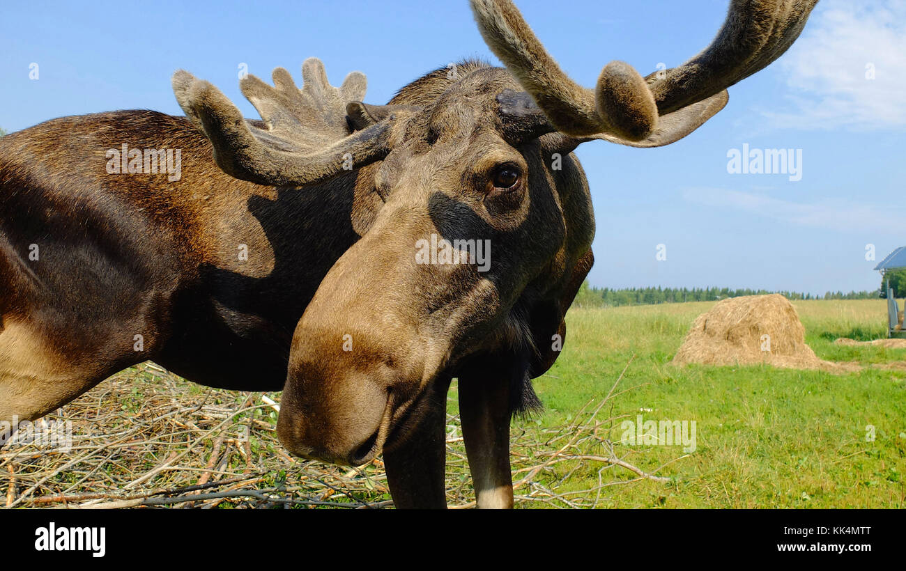 Sweden: ostersund. 2014/08/04. 'Moose garden', elk farm. Close-up shot of the animal's head Stock Photo