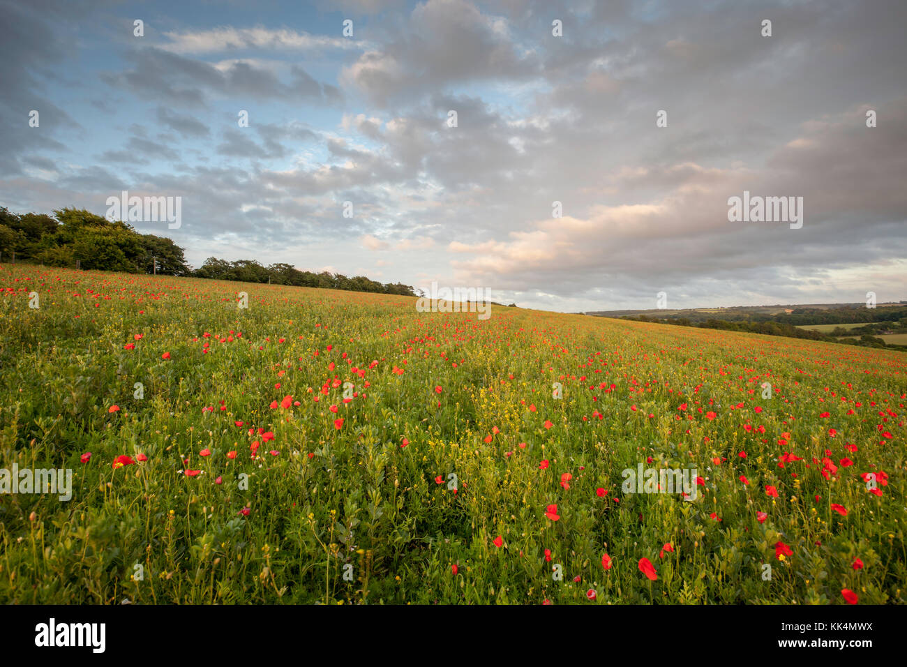Poppies at Chartham Downs, North Downs, Canterbury, Kent, UK Stock Photo
