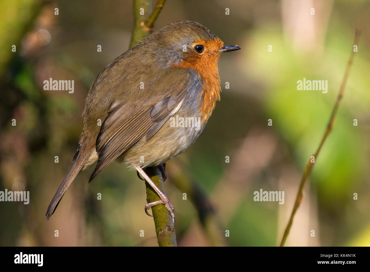 European Robin (Erithacus rubecula) Stock Photo