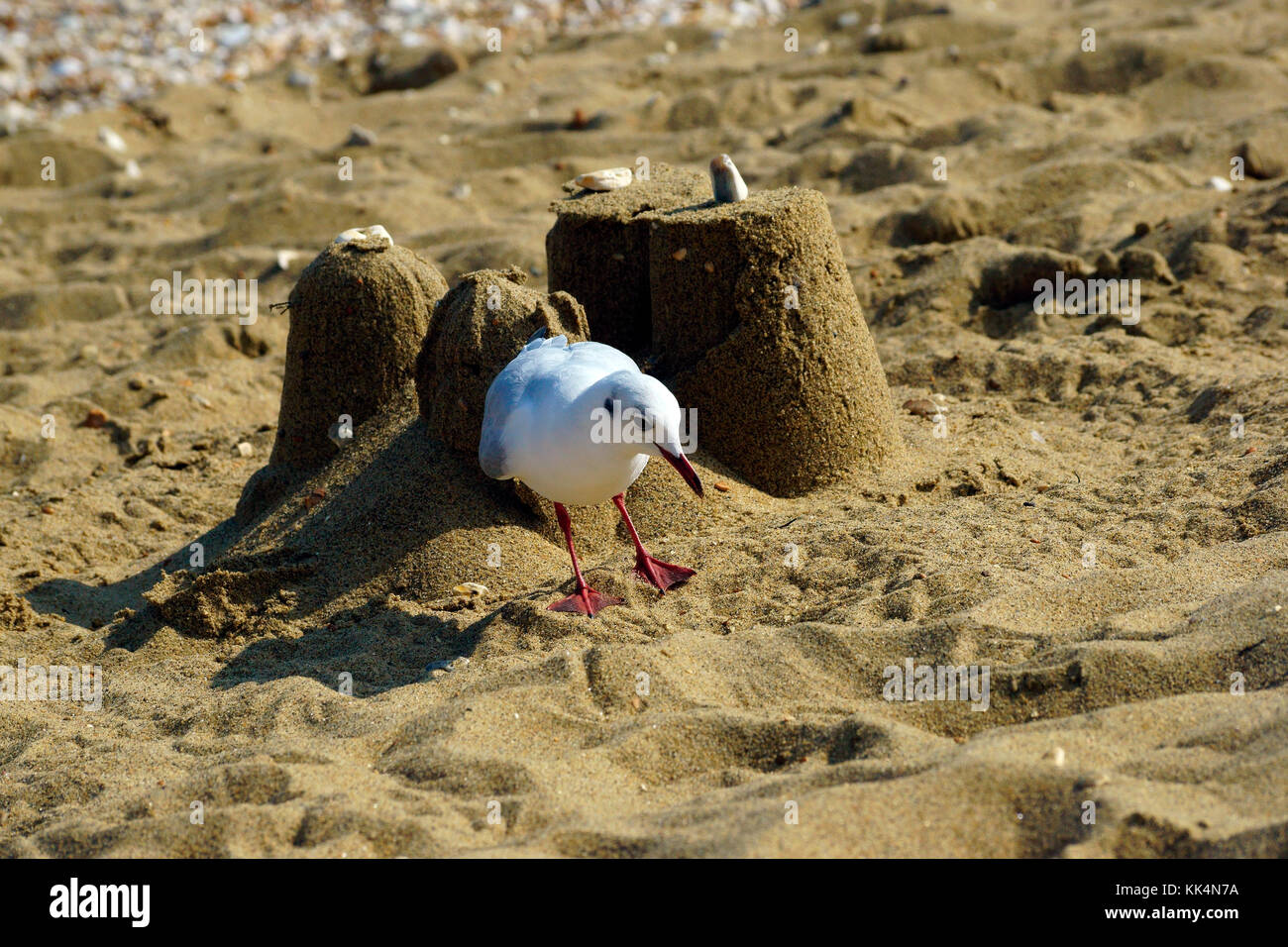 Seagulls On The Beach Stock Photo Alamy