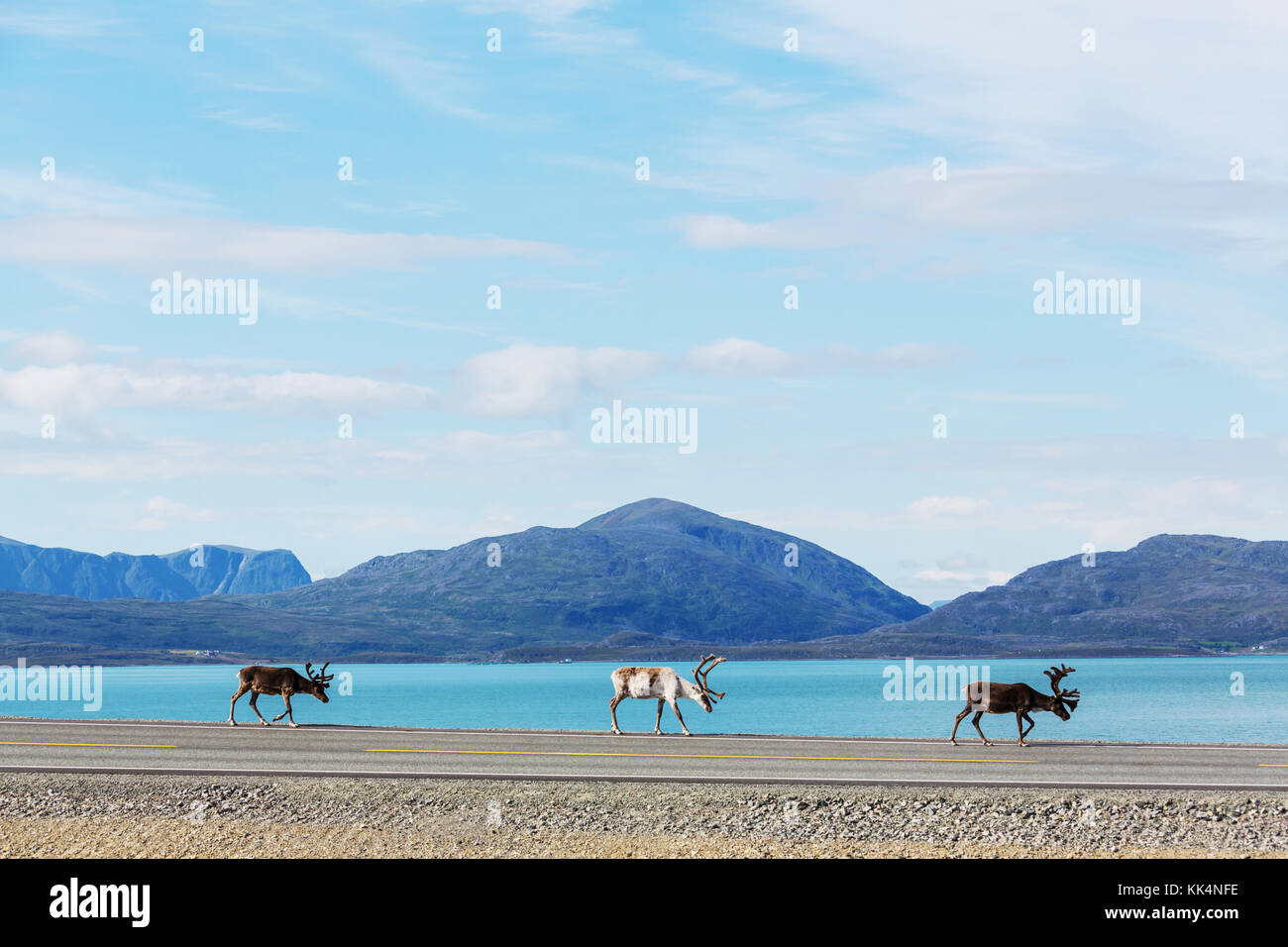 reindeer in Norway Stock Photo - Alamy