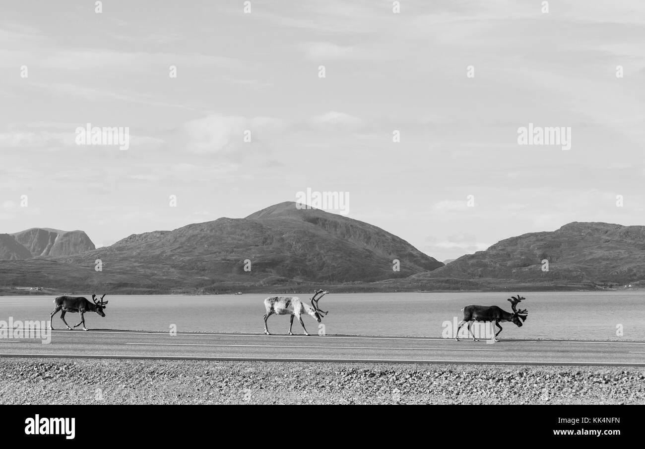 Reindeer in Norway Stock Photo - Alamy