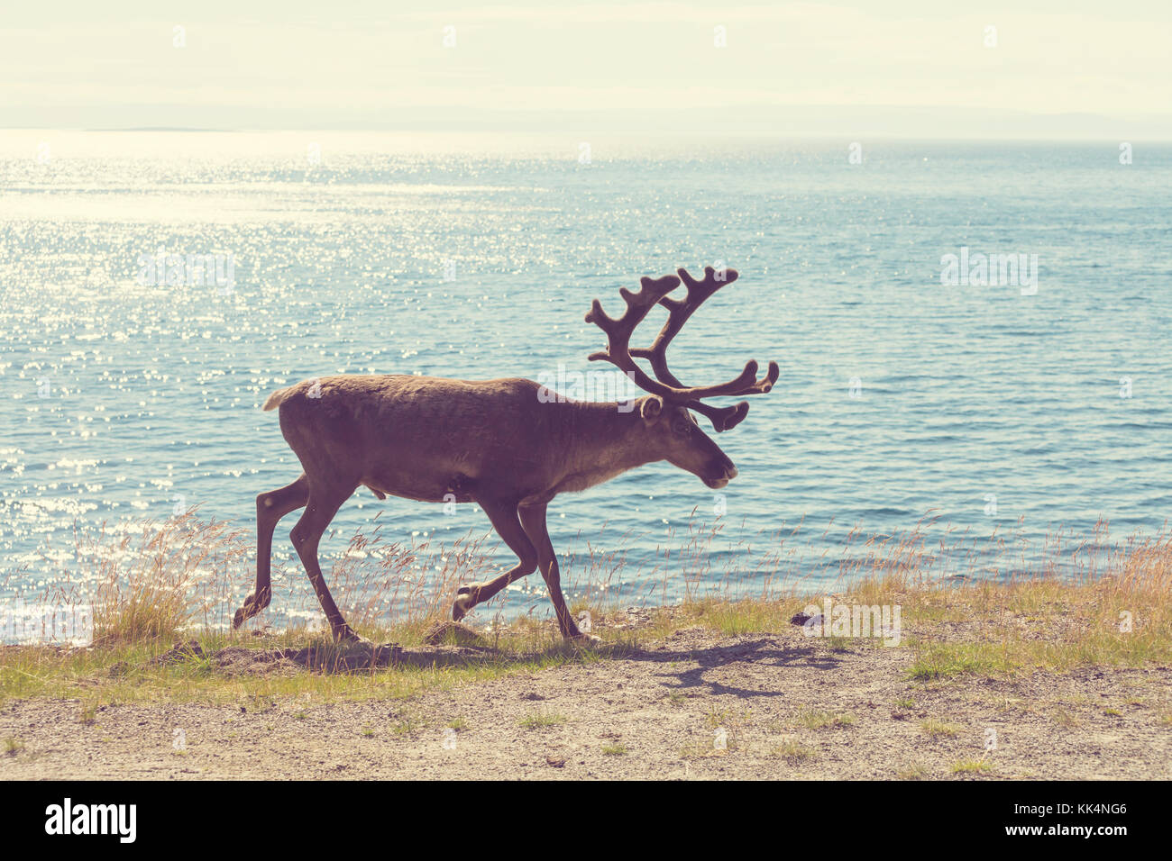 reindeer in Norway Stock Photo - Alamy