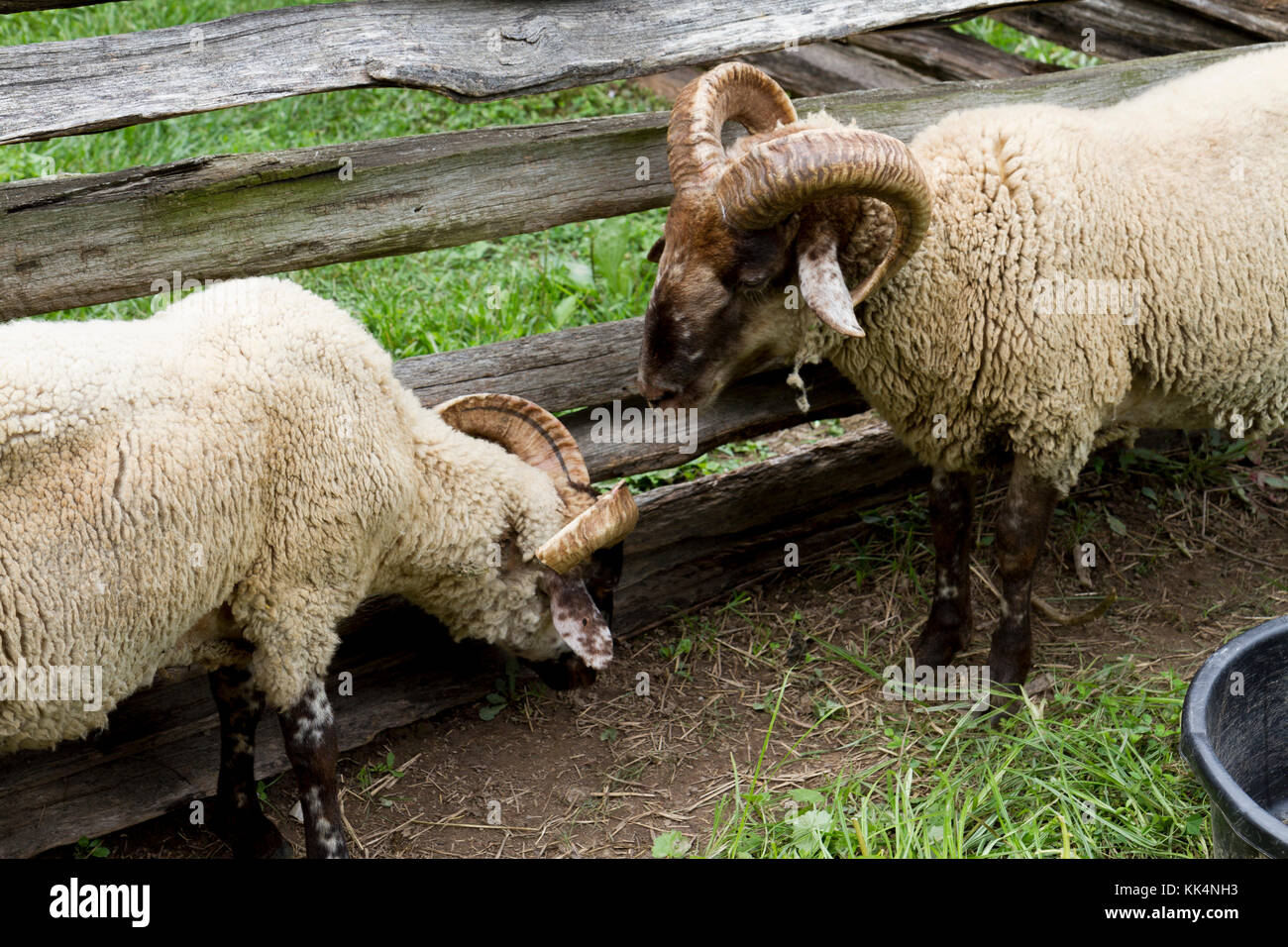 Rams locking horns in a show of hierarchy on the Mount Vernon estate ...