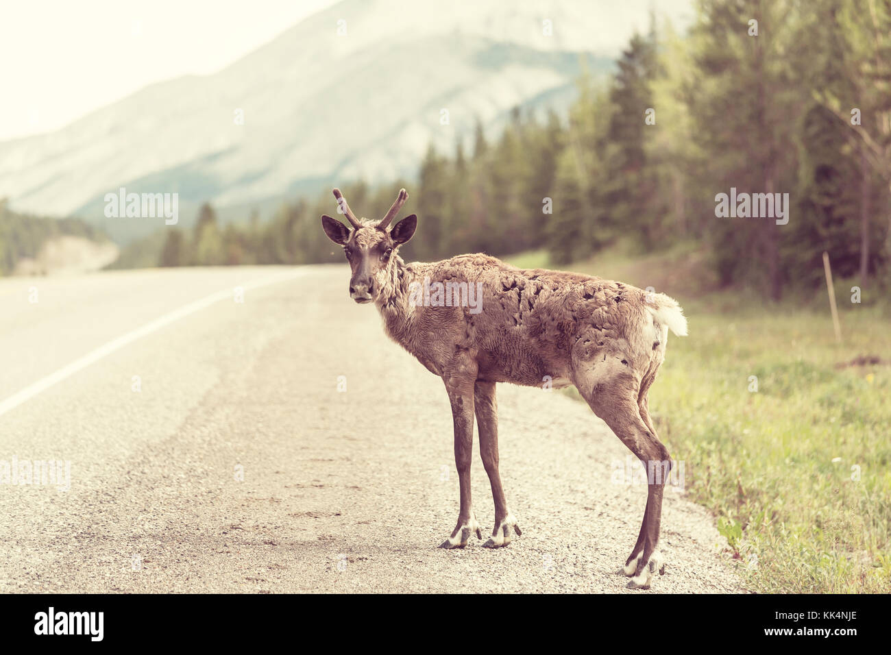 reindeer in Norway Stock Photo - Alamy