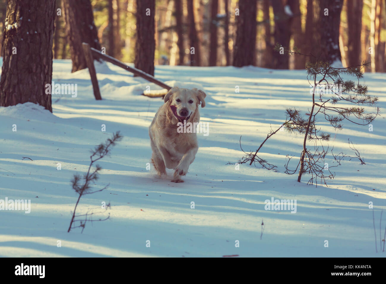 Dog in winter forest Stock Photo - Alamy